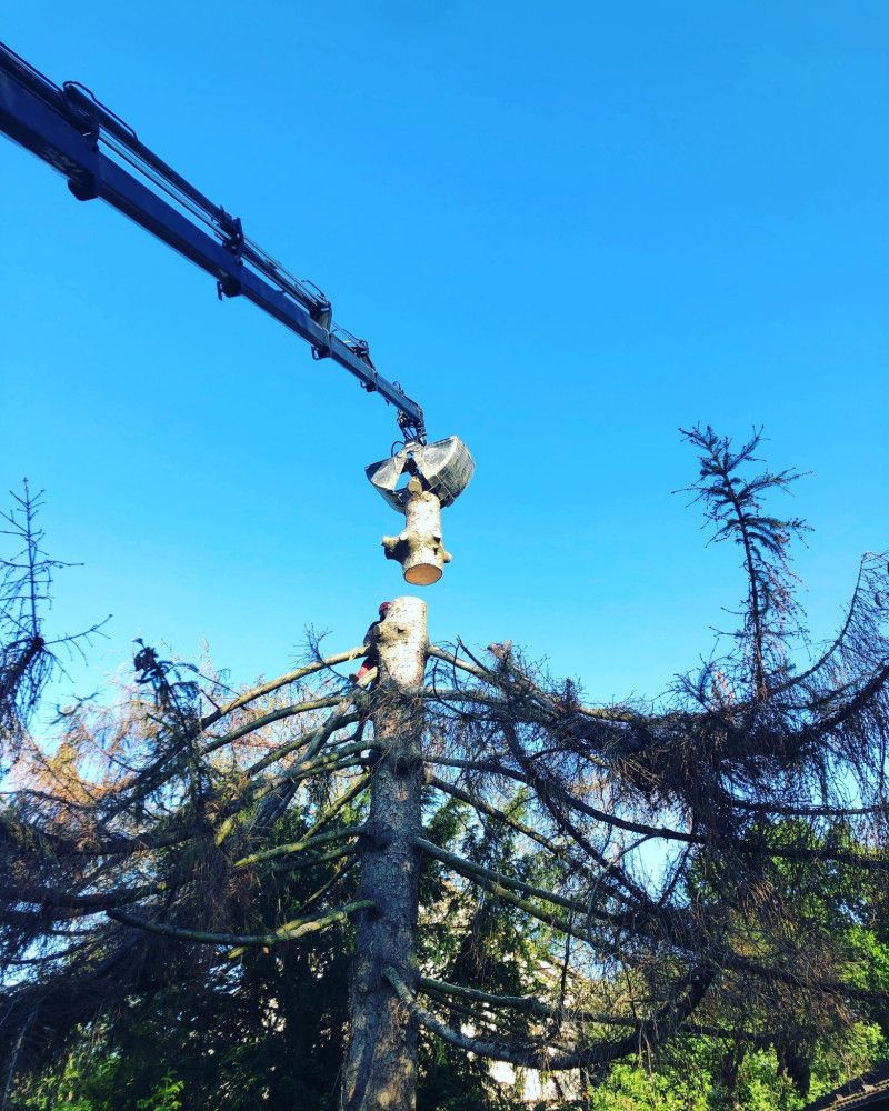 Baum fällen in Basel